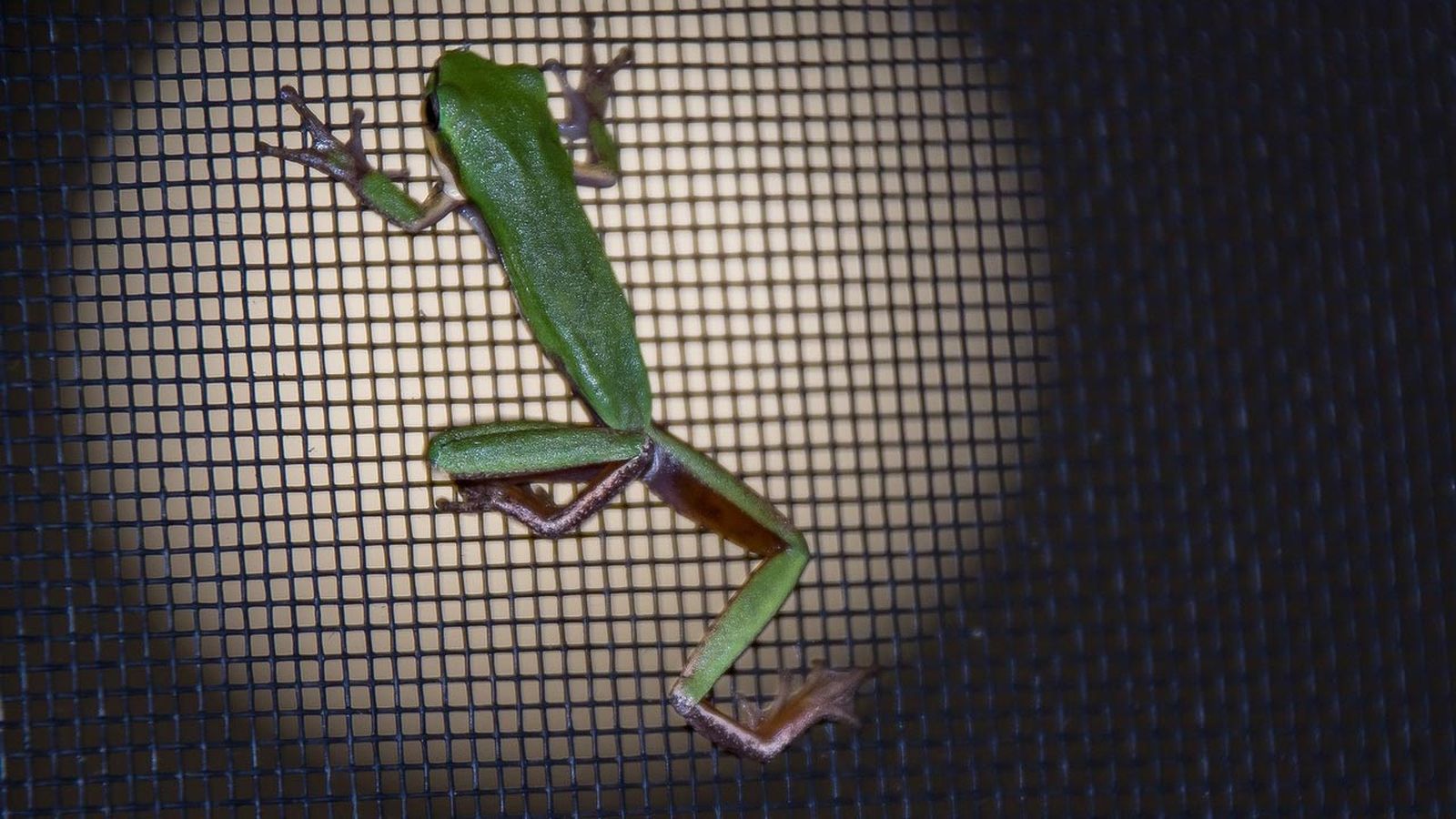 mosquiteras cual elegir