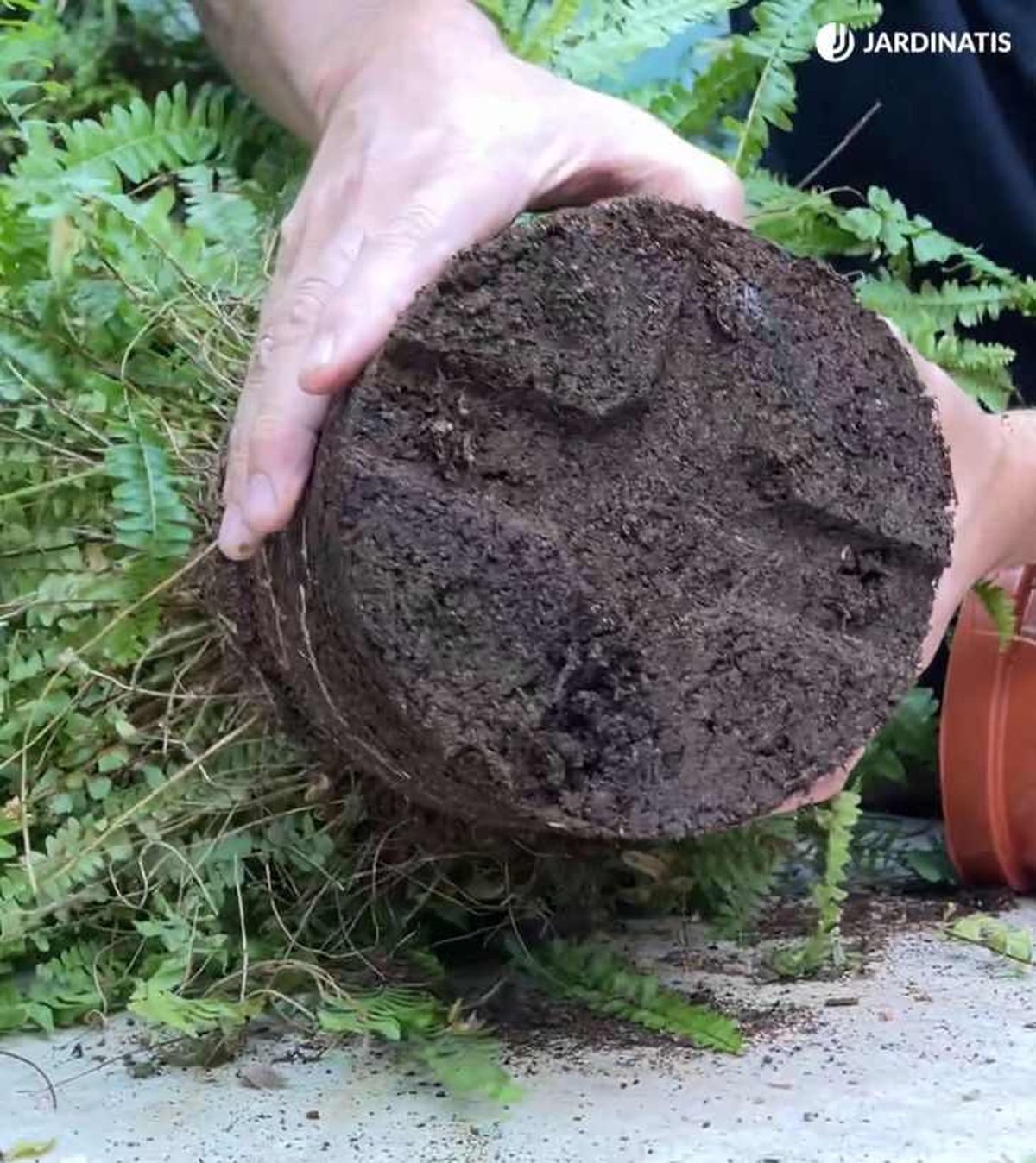 Todavía no necesita ser trasplantado el helecho de Boston