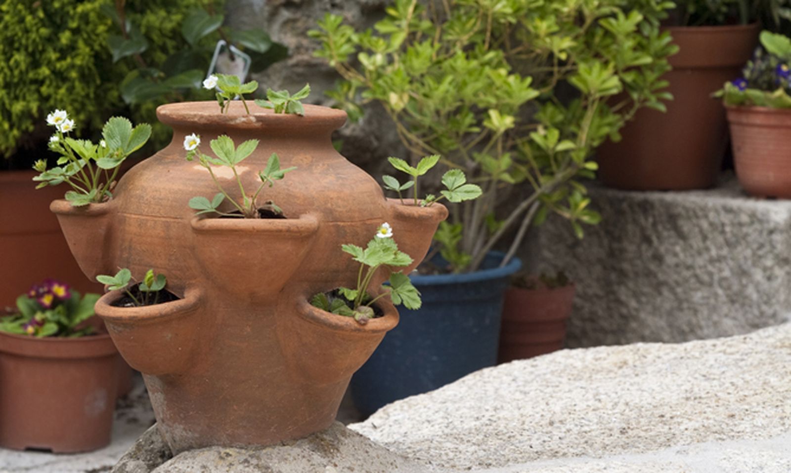 JARO007_cultivar fresas maceta