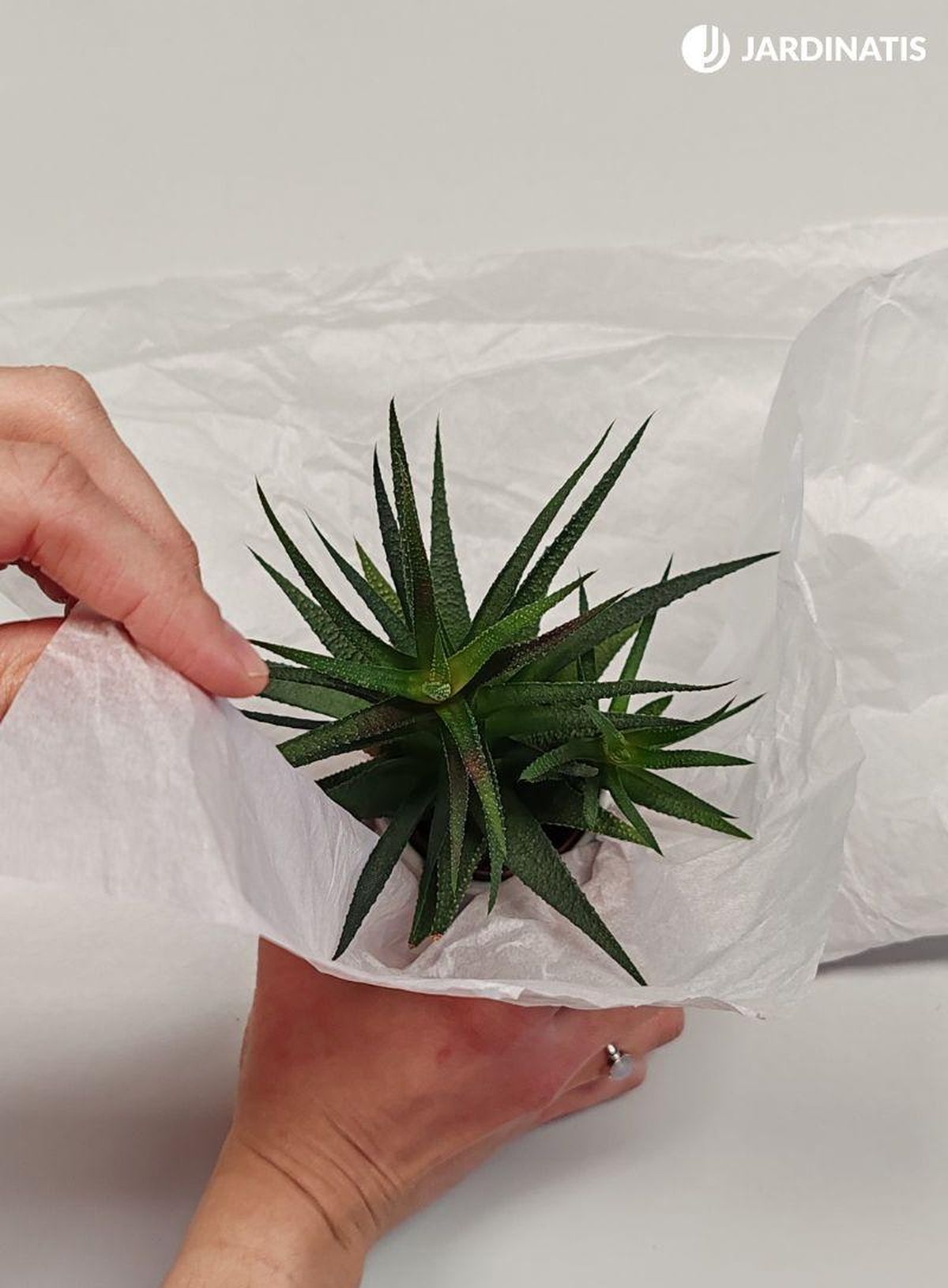 Rodea la maceta con papel de regalo