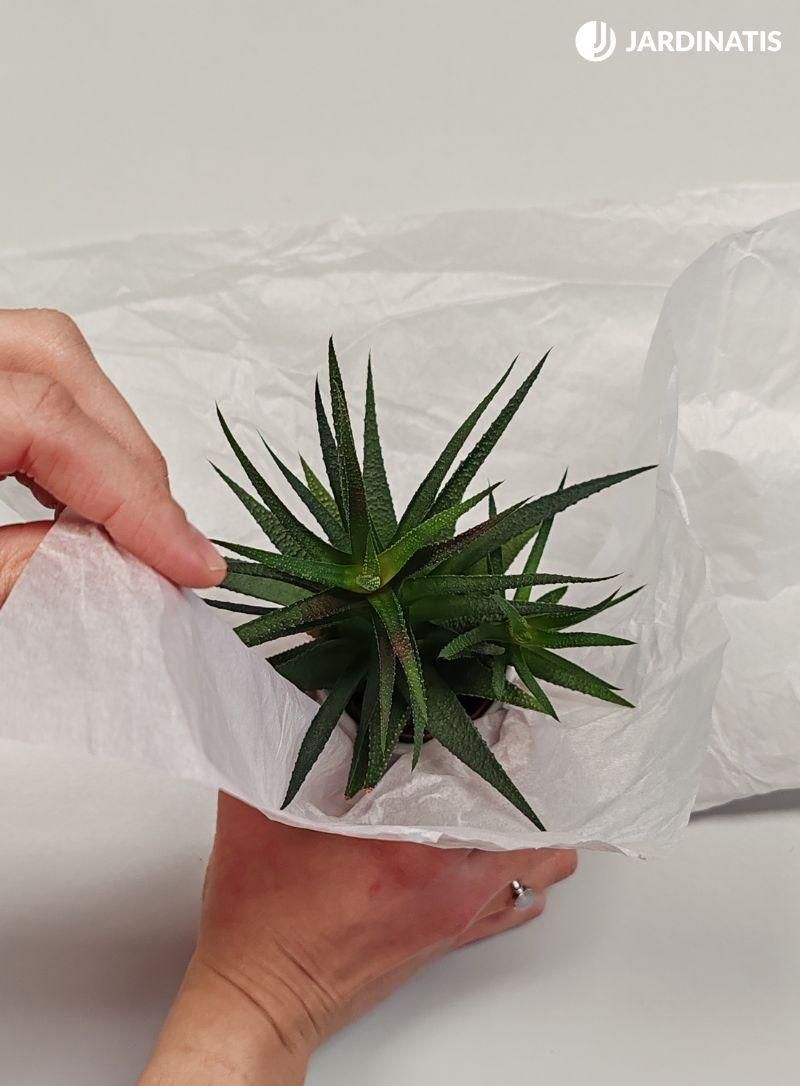 Rodea la maceta con papel de regalo