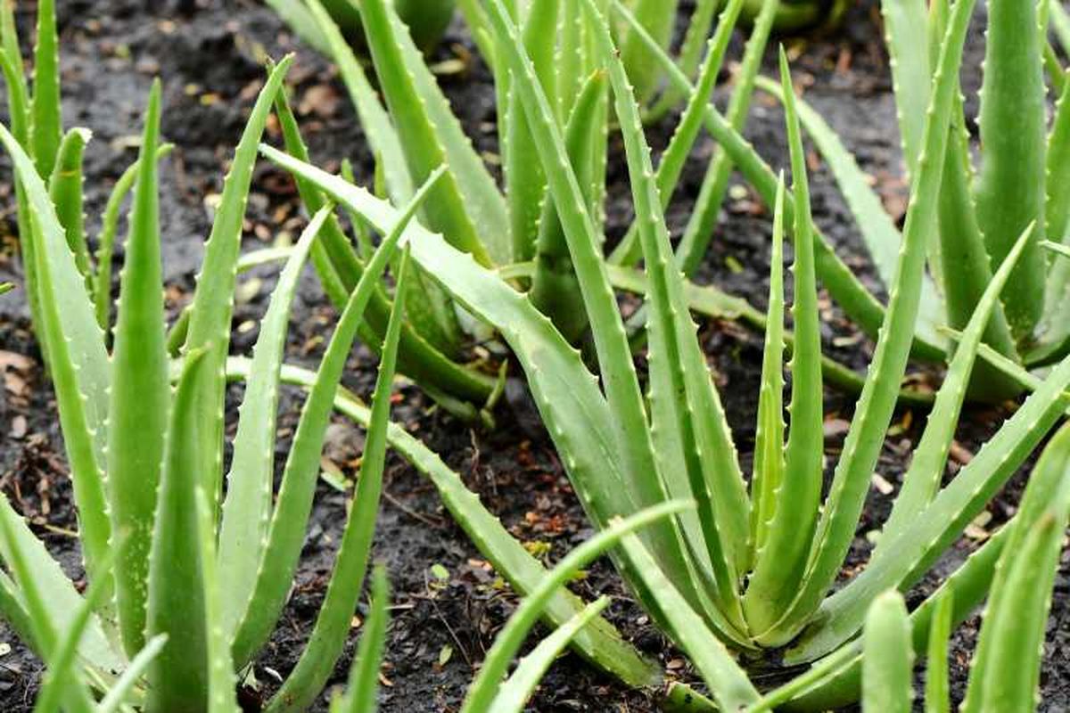Cultivos de aloe vera