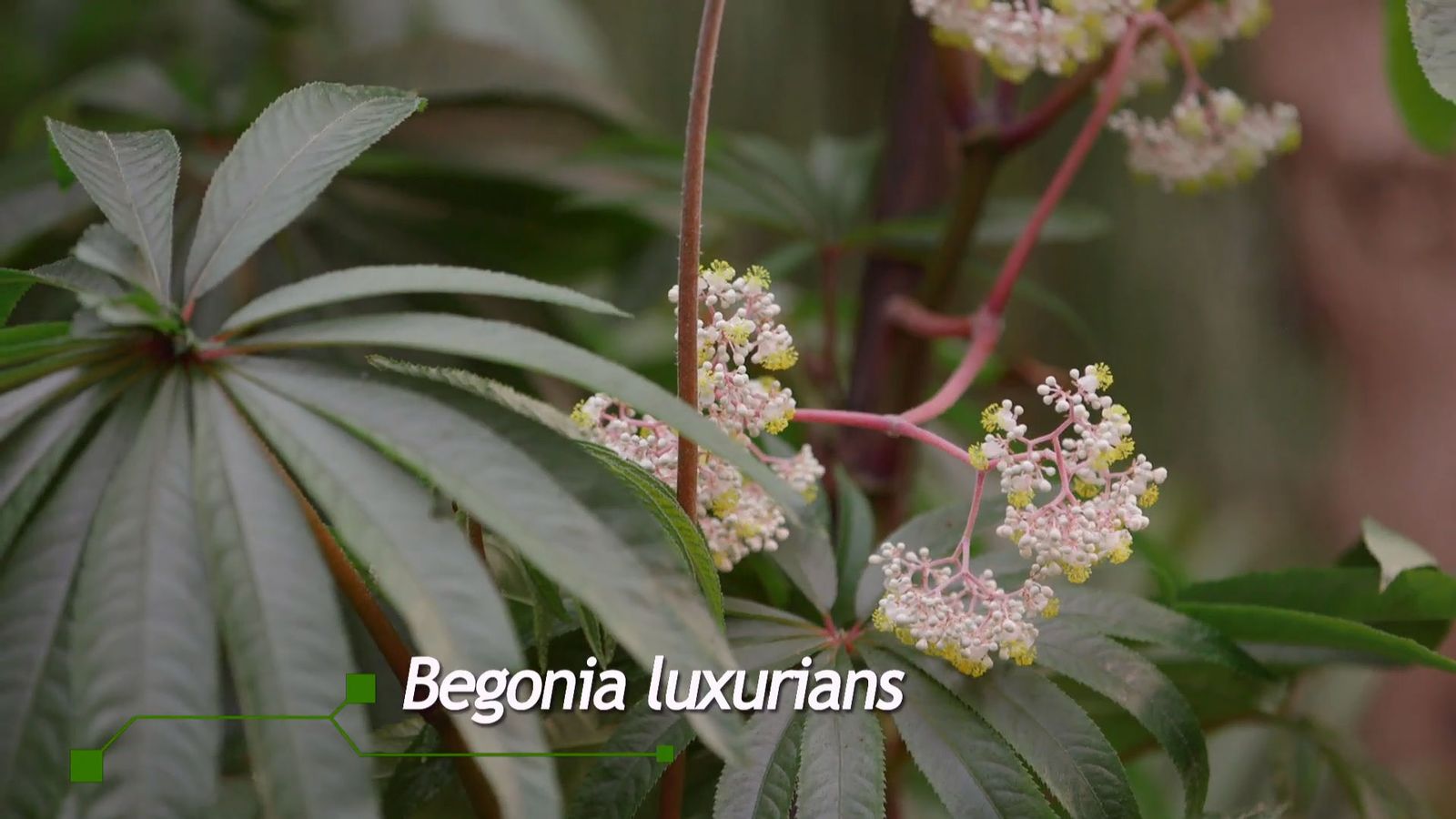 brico 928 3 begonia luxurians xl