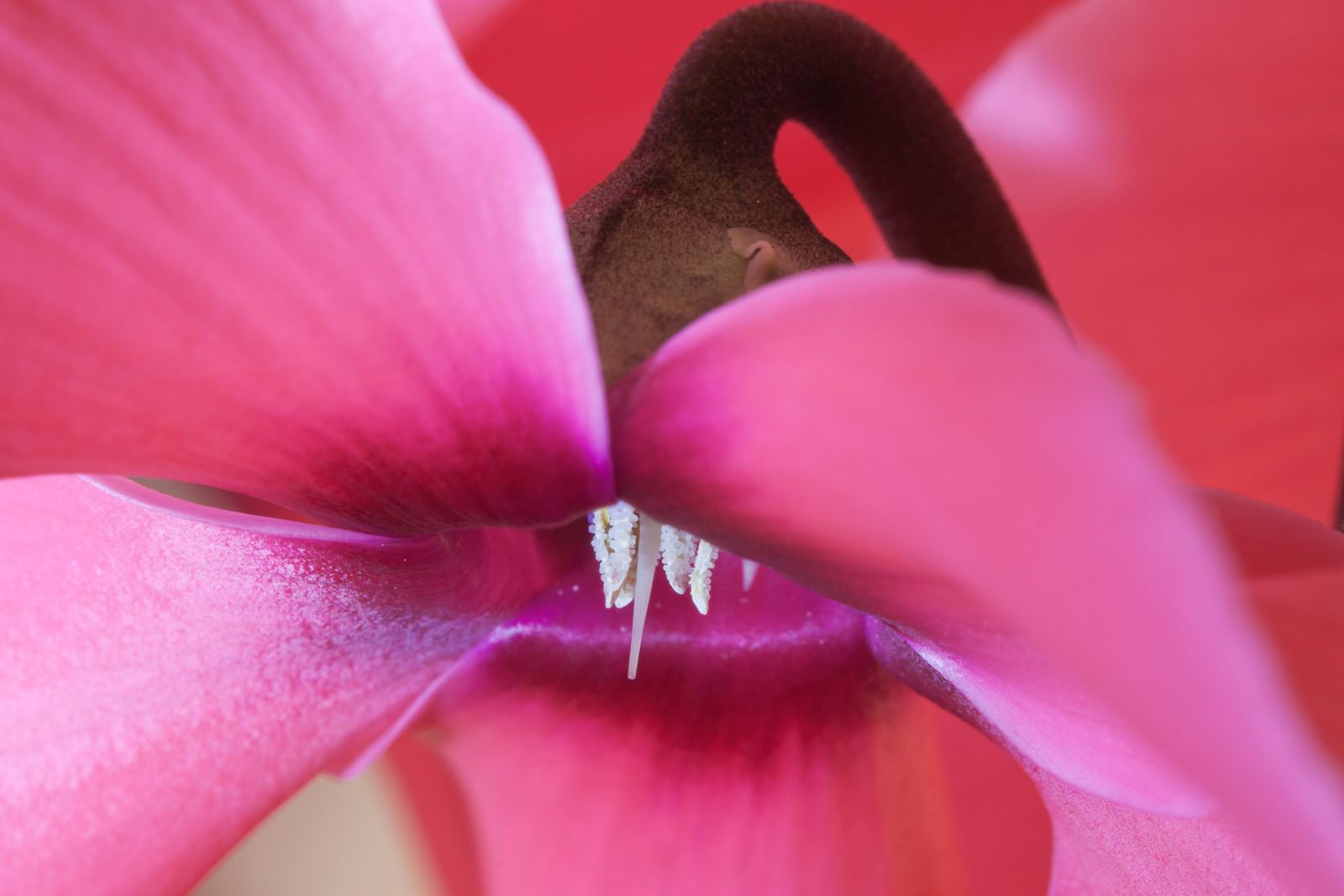 plantas resplandecientes fugaces xl