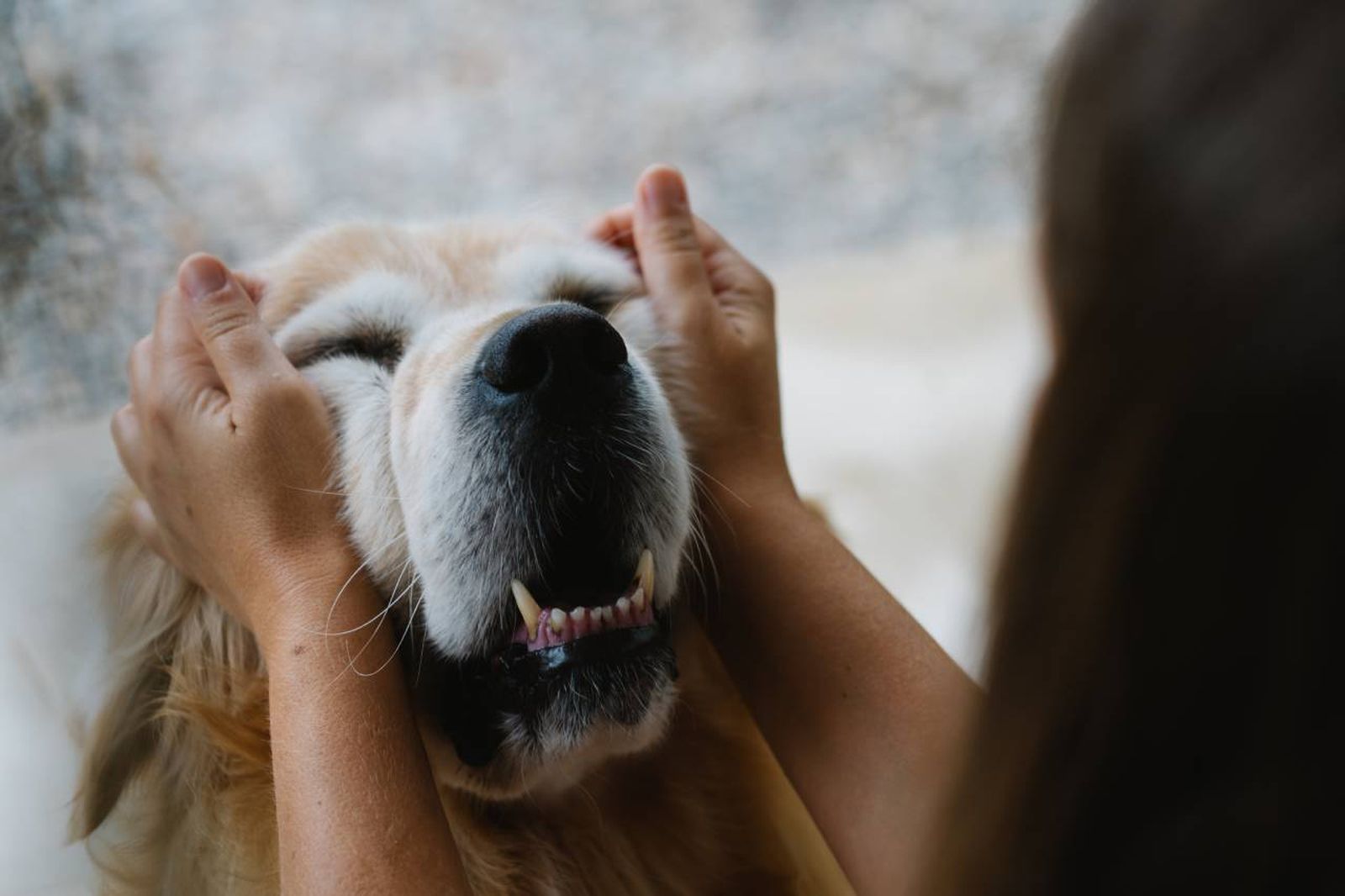 El estudio evaluó la personalidad, la sociabilidad y la capacidad de los perros.