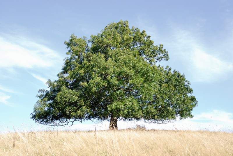 Fraxinus excelsior.