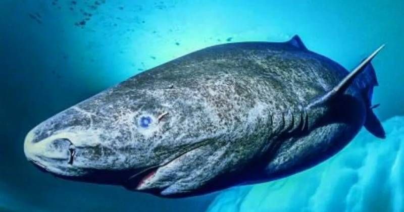 El tiburón de Groelandia (Somniosus microcephalus) cuenta con una excepcional esperanza de vida
