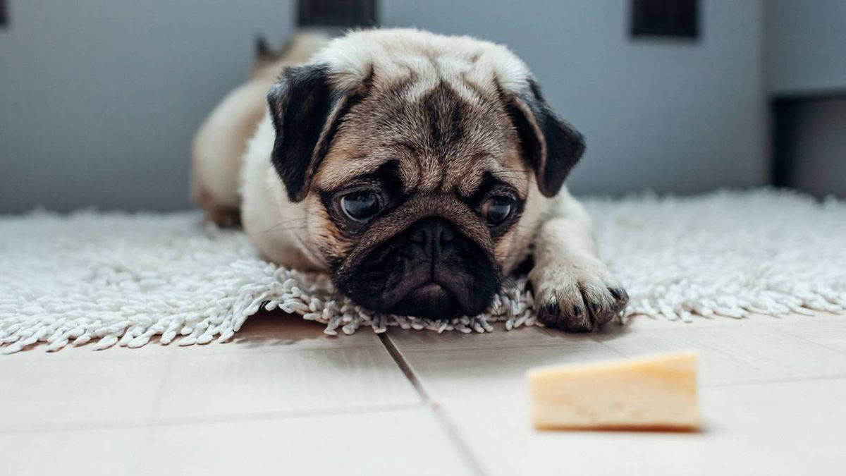 Los perros pueden comer queso, pero siempre tomando una serie de precauciones.