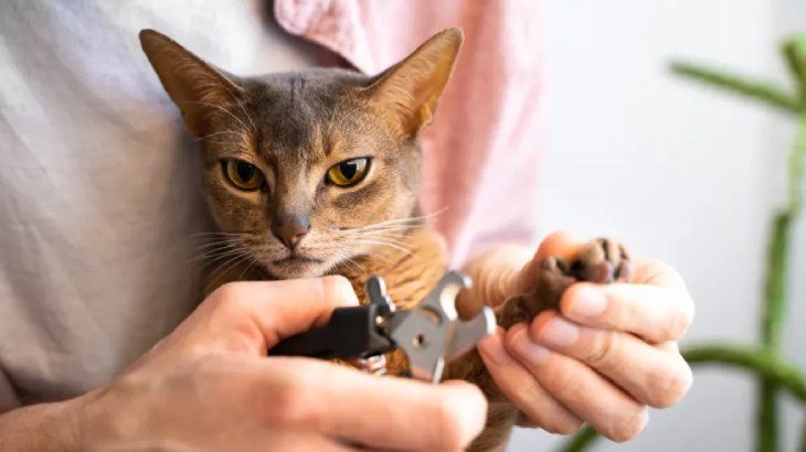 como cortarle las unas a un gato 4