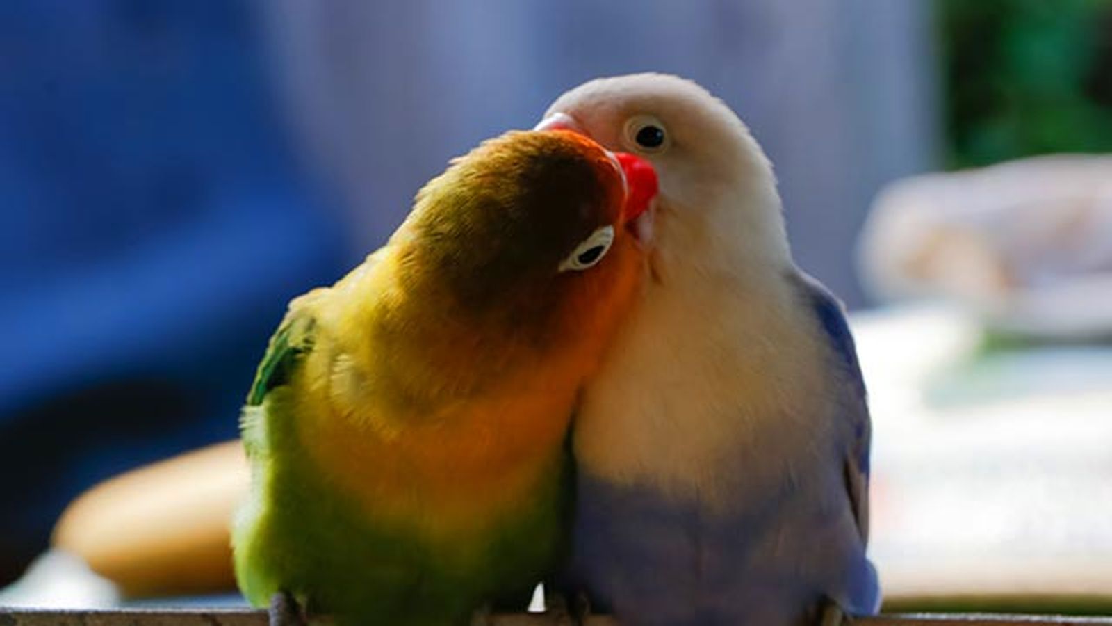 agapornis 4 beso pareja