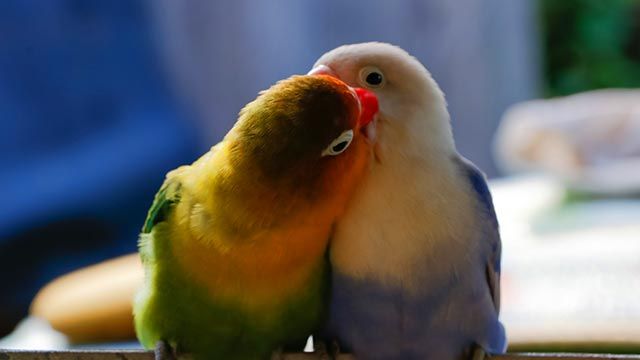 agapornis 4 beso pareja