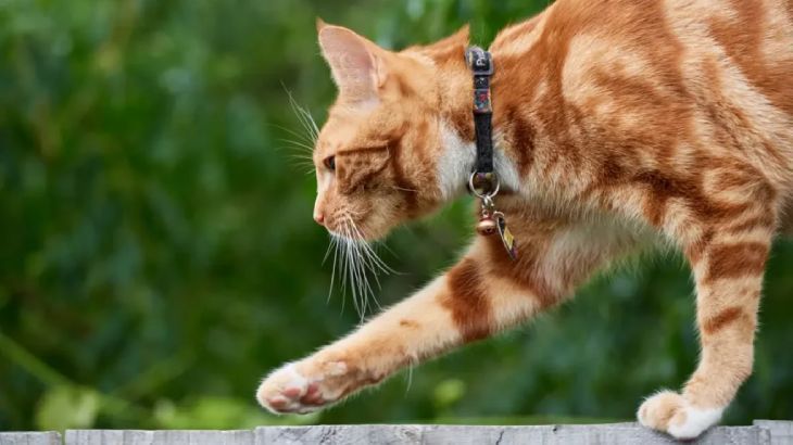 ataxia en gatos 1