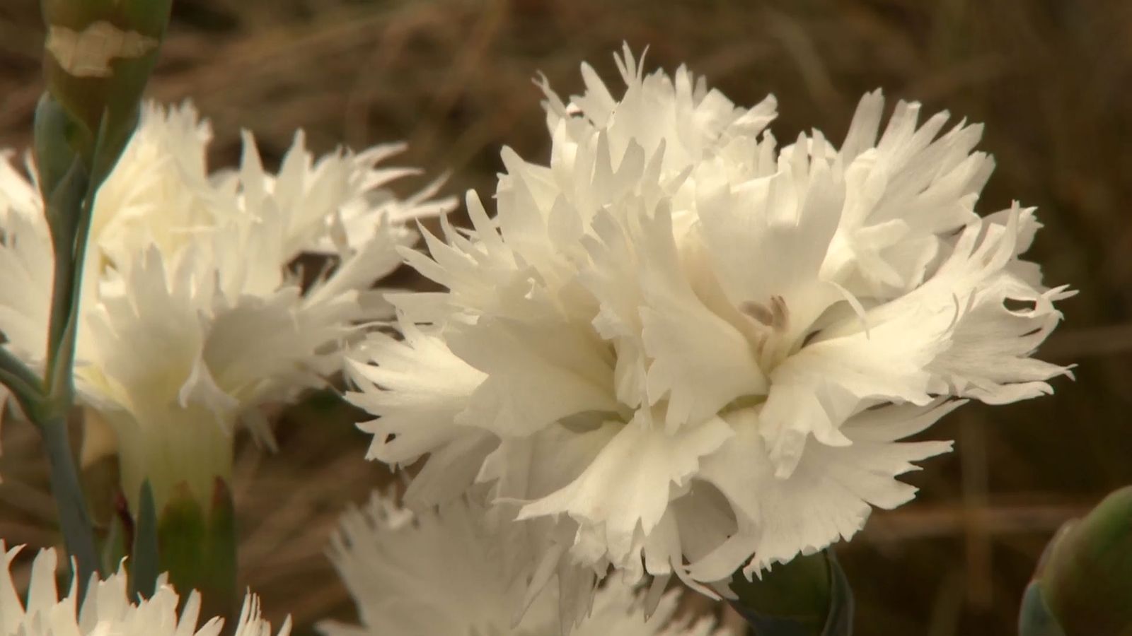 deco 0699 jardin clavelina flor blanca xl