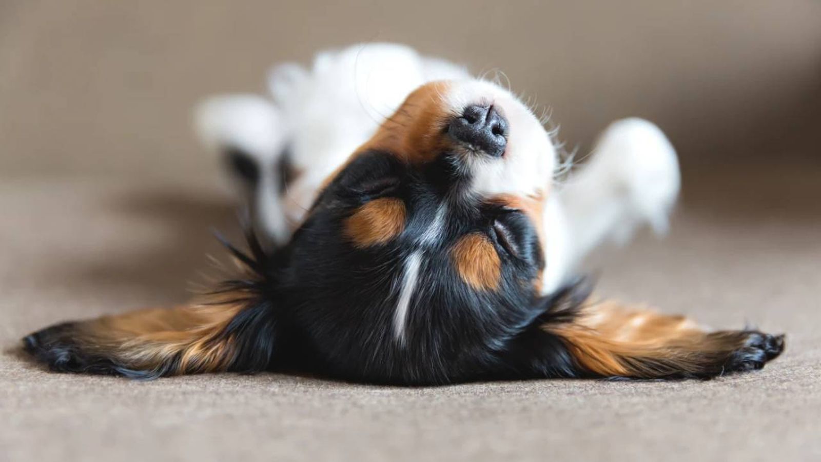 por que le suenan las tripas a mi perro (1)