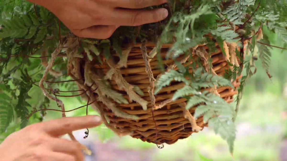 Bricomania 919 3 plantacion helechos colgantes helecho arana raices