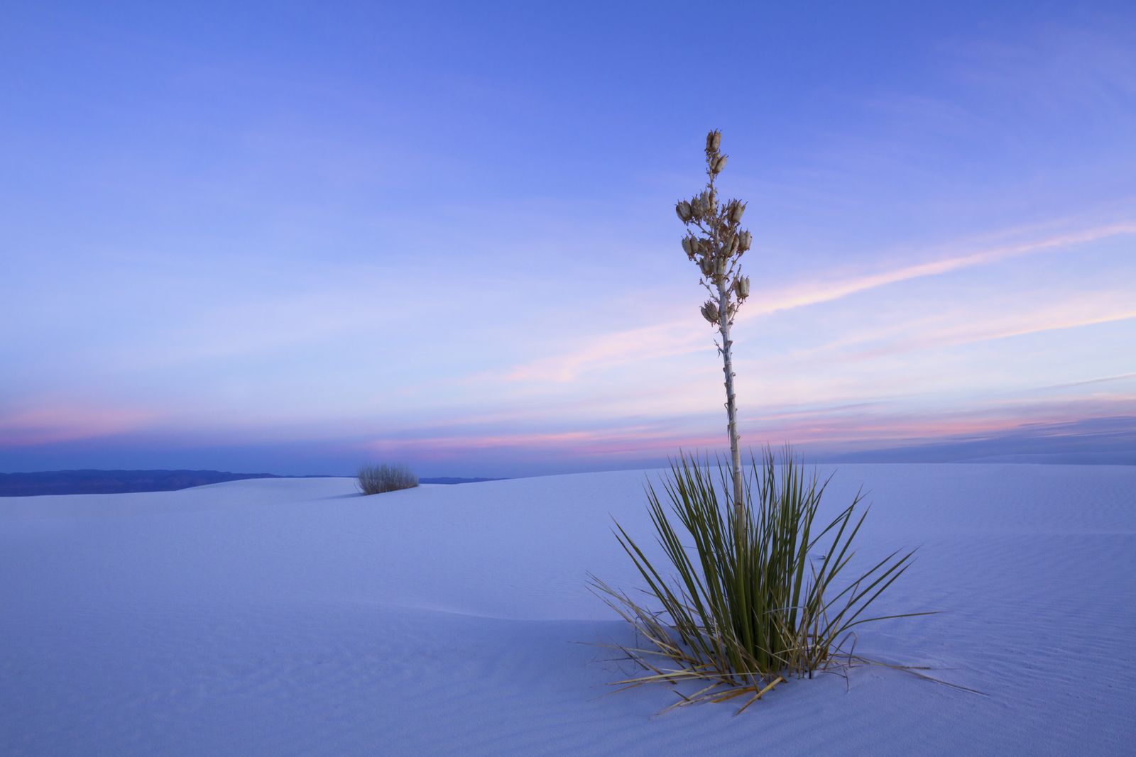 5 plantas que encontrarás en el Desierto de Chihuahua