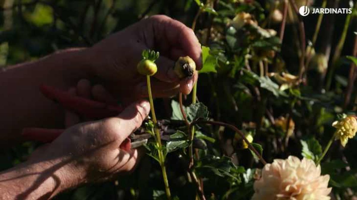 Descabezado floral de la dalia