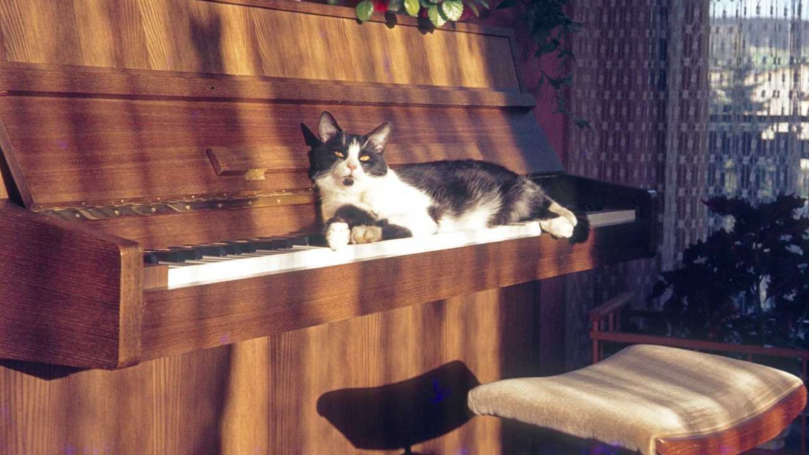 Gato encima de un piano vintage, un complemento clásico de las decoraciones witchy.