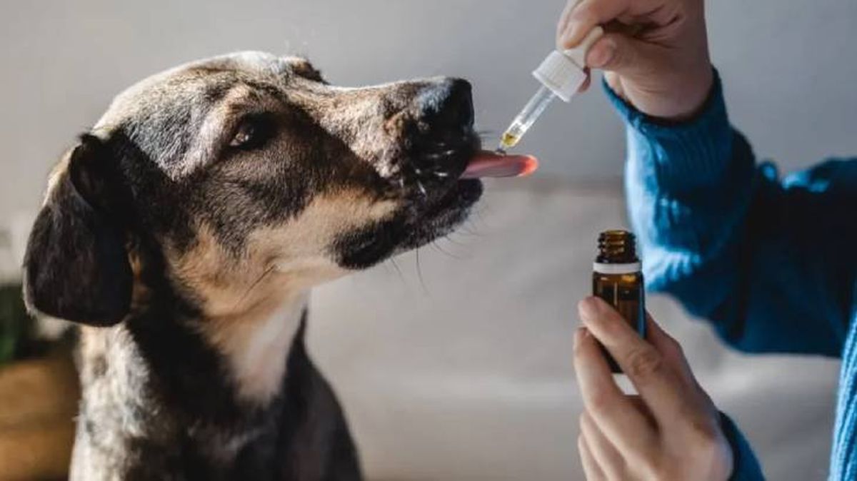 medicamentos para perros 7 (1)