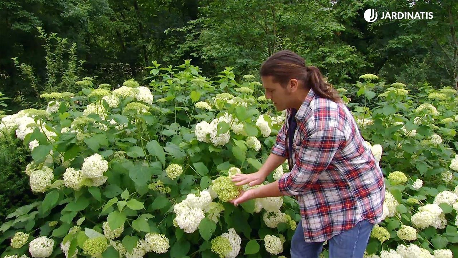 Hydrangea arborescens annabelle hortensia blanca jardinatis 22 18