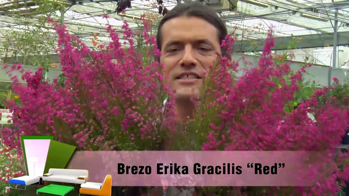 deco jardin 507 brezo erika gracilis red