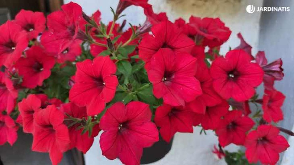 Surfinias de flores rojas