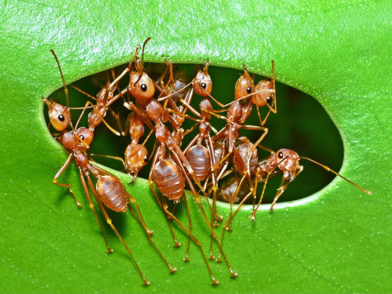 Hormigas.