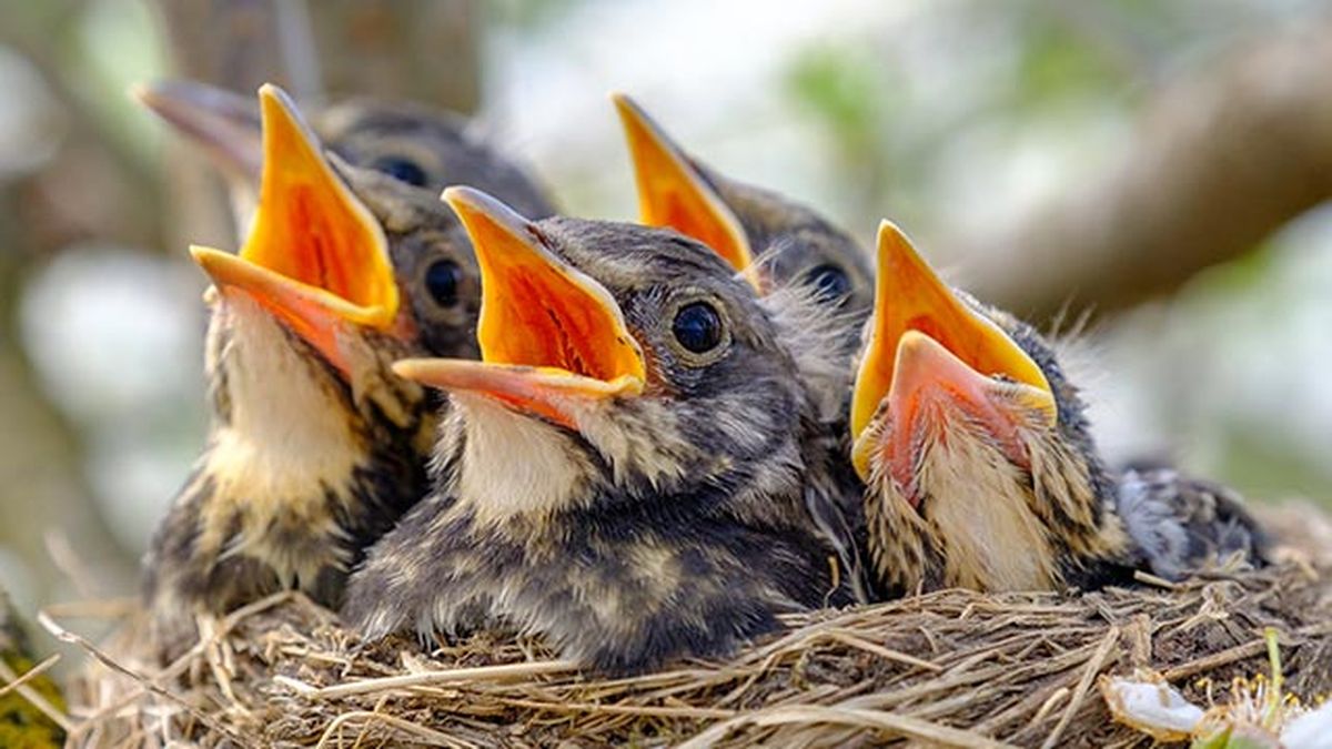 que hacer si encuentras polluelo huerfano 4 volanton