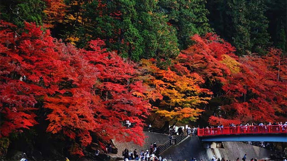 momiji japon