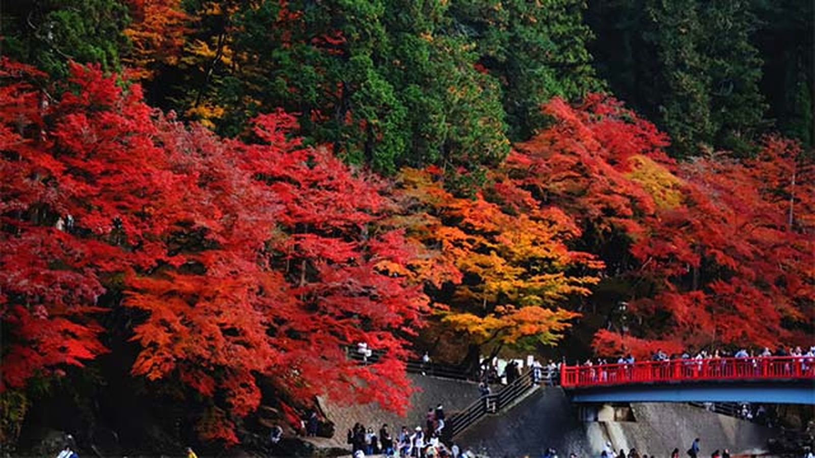 momiji japon
