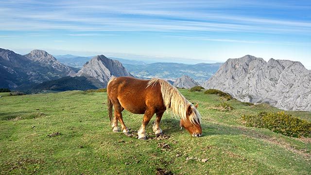 Caballo Pottoka