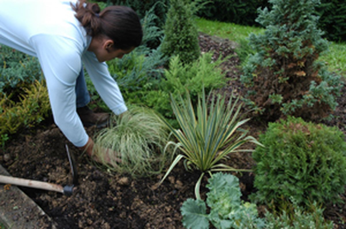 Flores de invierno en parterre   paso 4