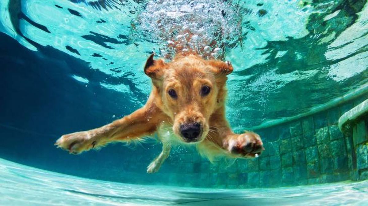 planificar viaje con mascotas conclusiones