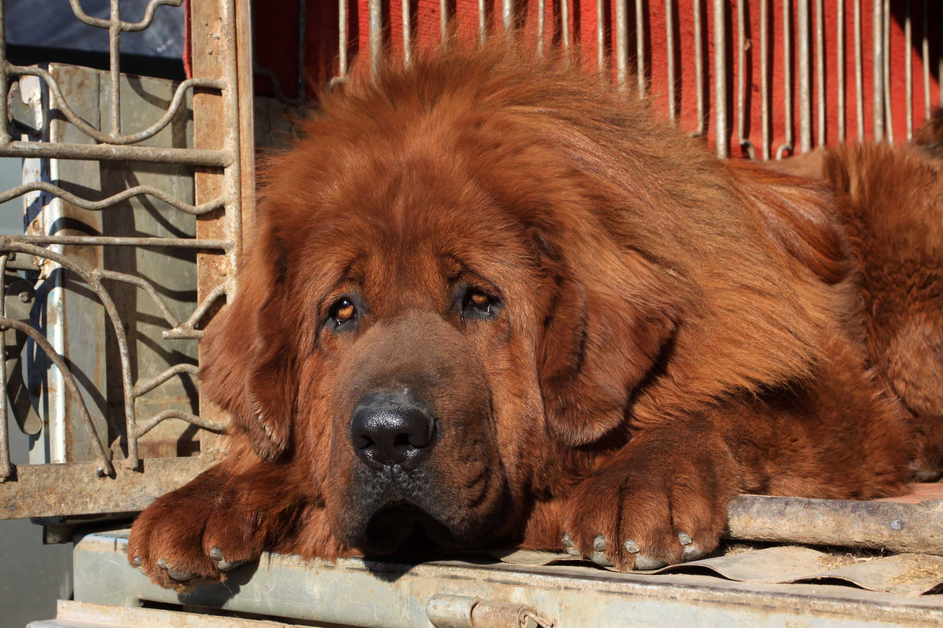 Dogo del Tíbet o mastín tibetano 3