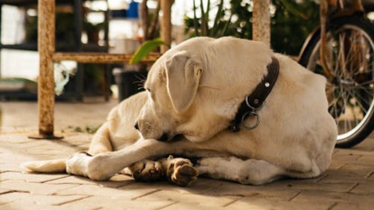 El tiempo que hay que esperar para sacar a un perro a pasear después de comer