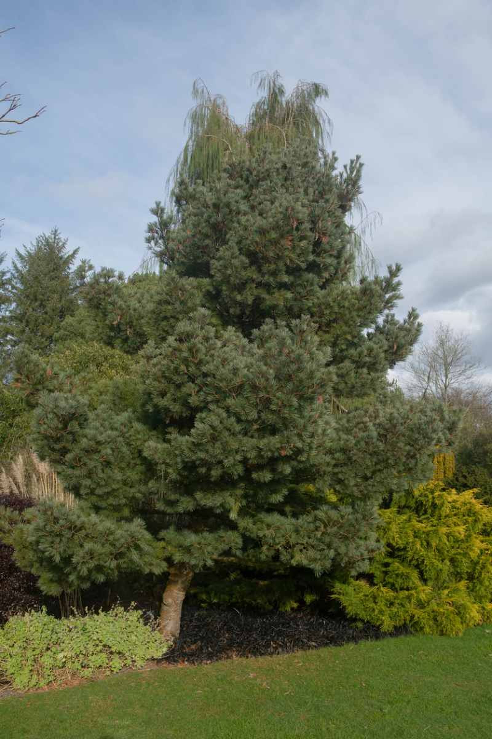 Pinus strobus