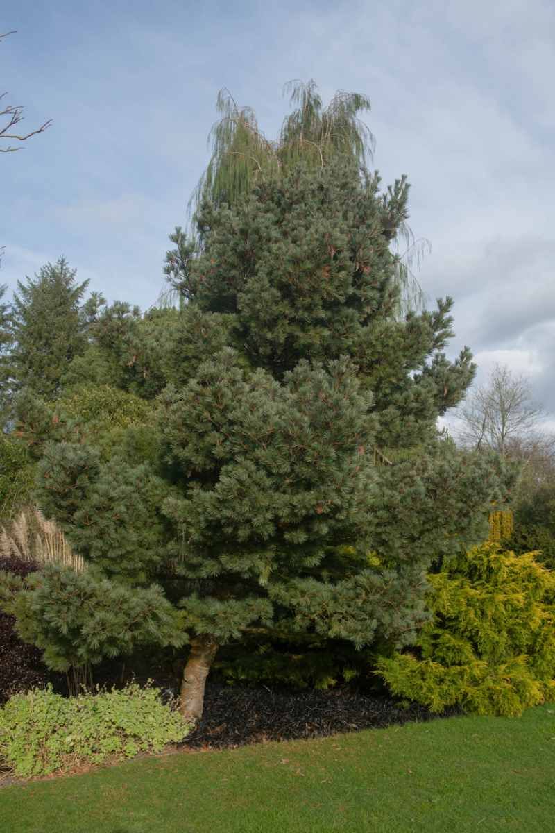 Pinus strobus