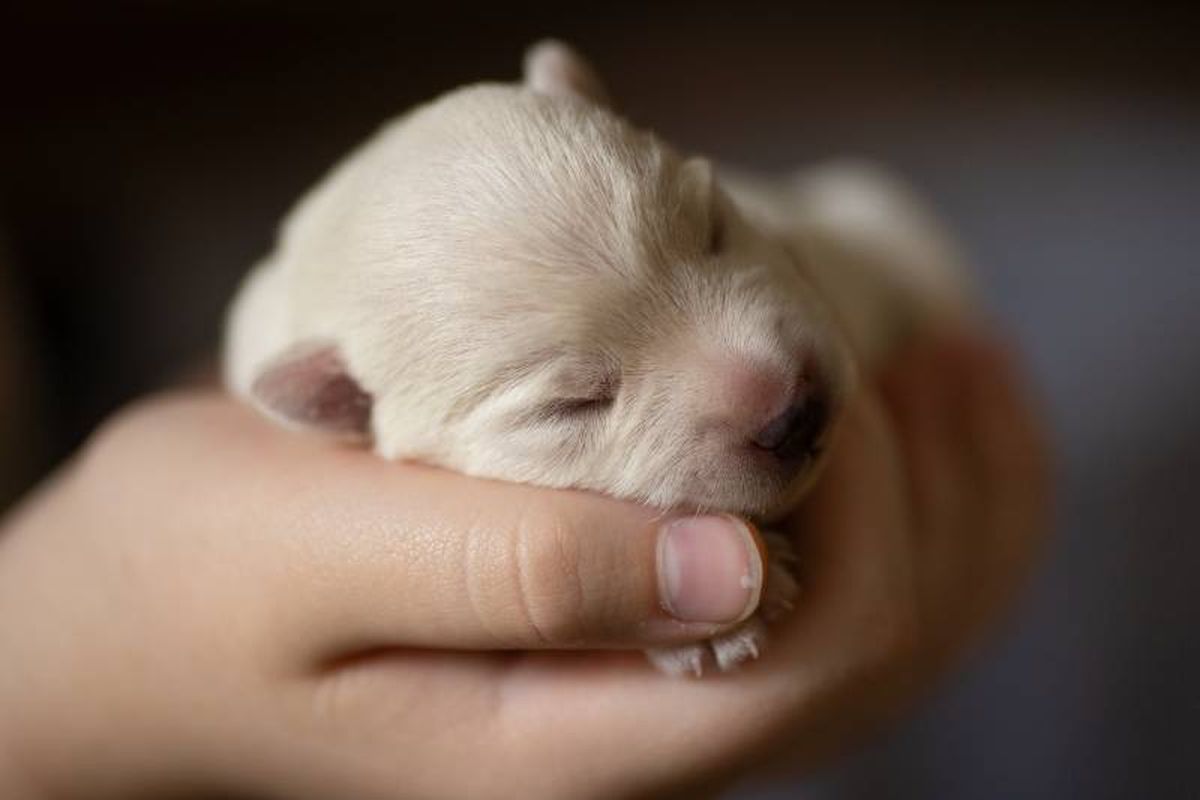 En un comienzo, la visión con la que cuentan los cachorros es borrosa y bastante limitada.