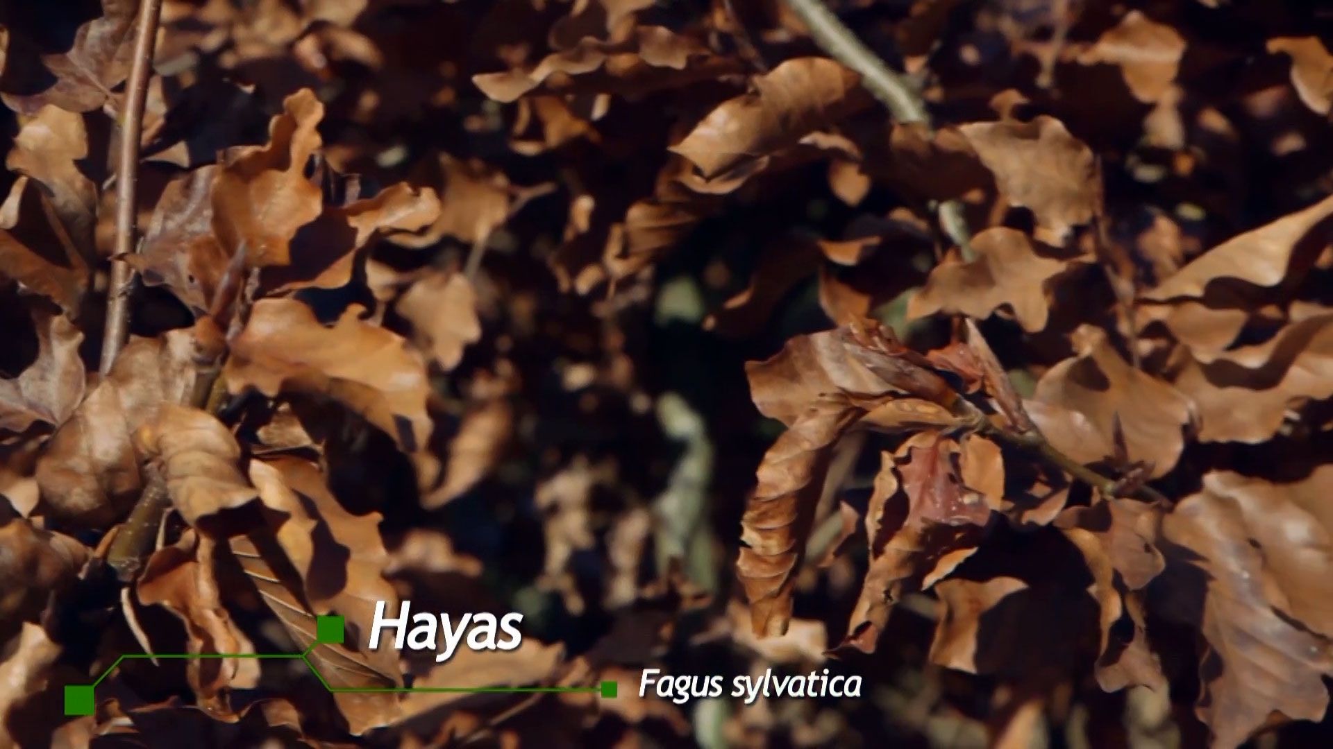 brico 941 3 marcescencia haya