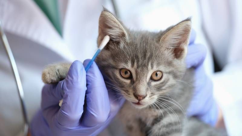El veterinario será el encargado de preservar la salud de nuestro gato.