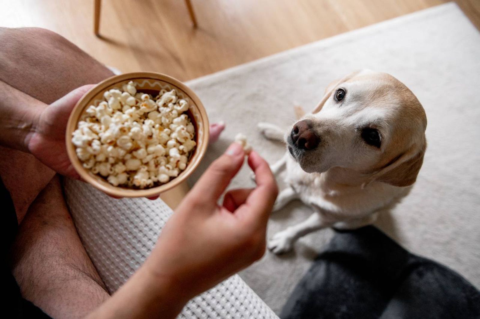 Sí, los perros pueden comer palomitas de maíz.