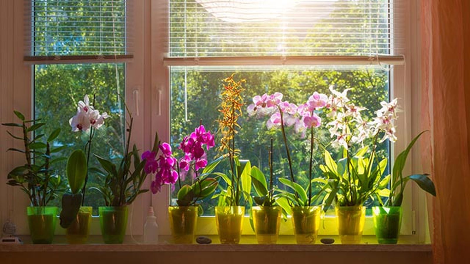 regalar orquideas