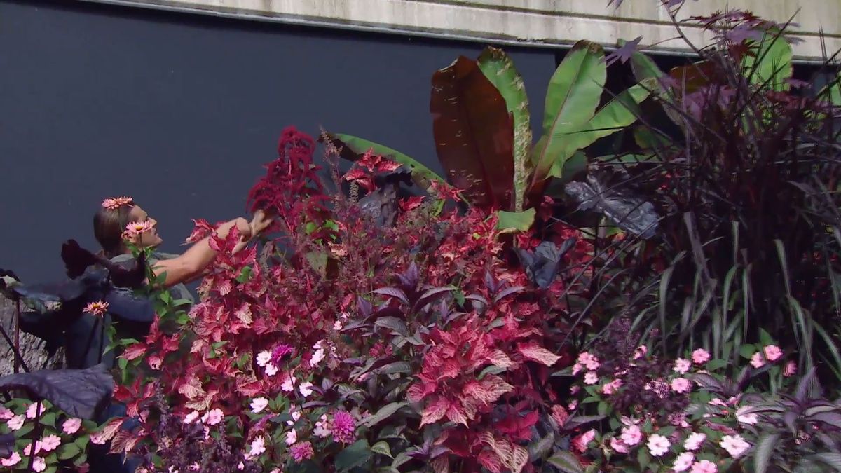 deco 0669 composicion floral rosas negros alegria alocasia ensete amaran