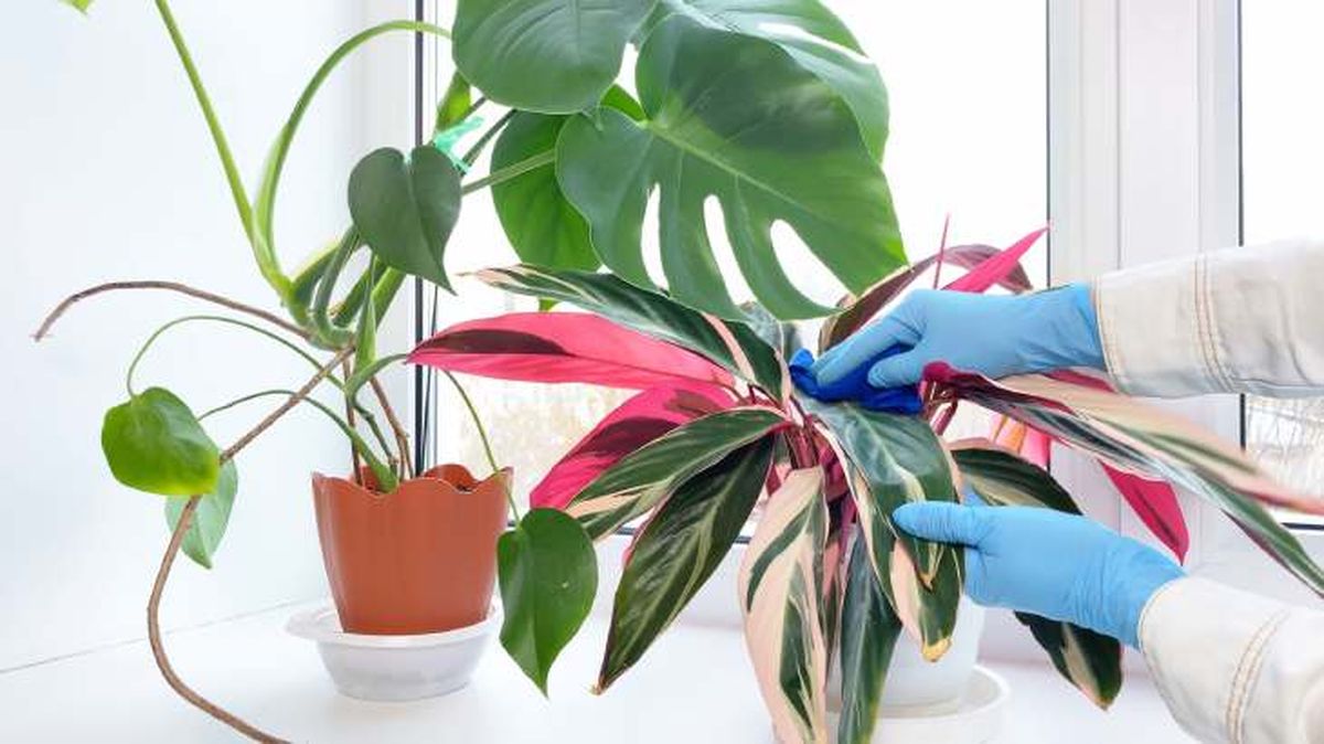 limpiar stromanthe triostar