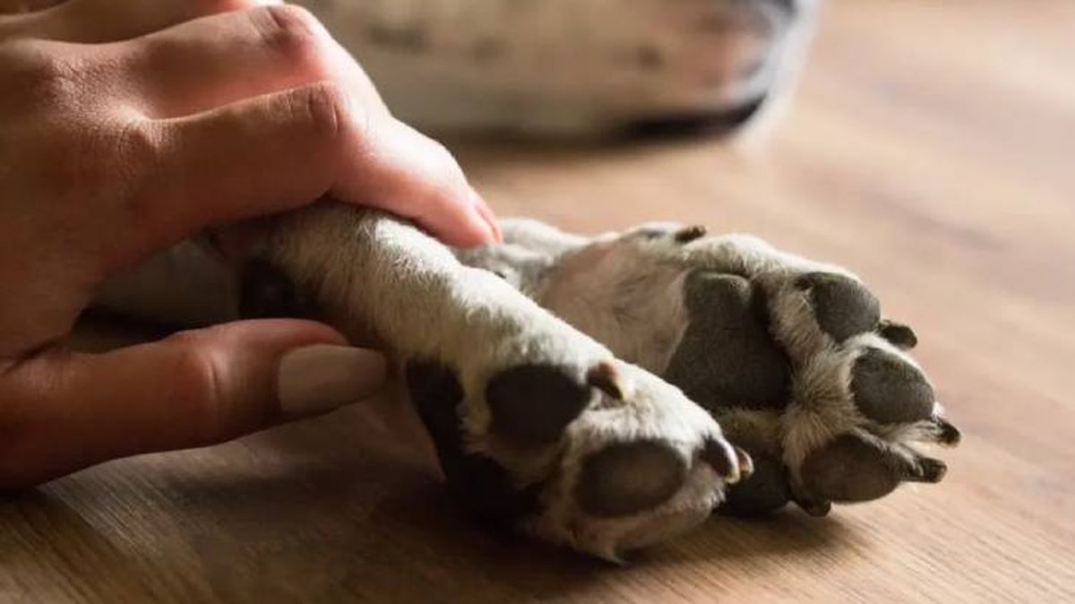 insuficiencia renal en perros 9