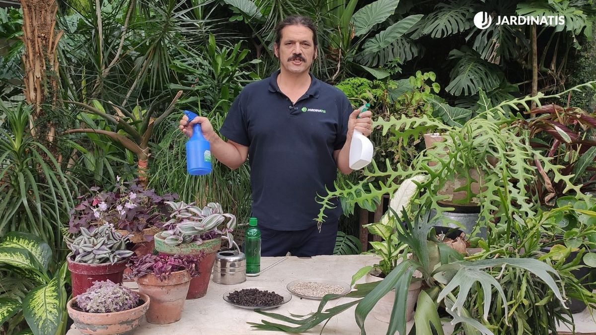 cuidados basicos de las plantas de interior jardinatis 22 26