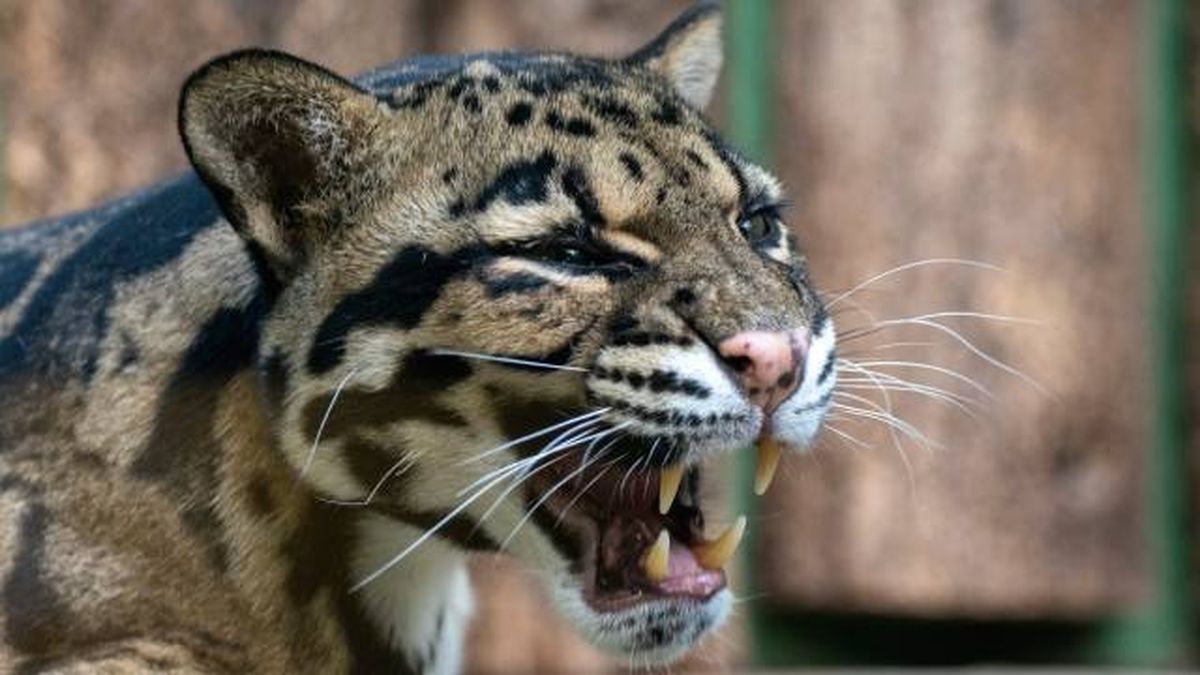 leopardo nublado pantera nebulosa felino salvaje que come