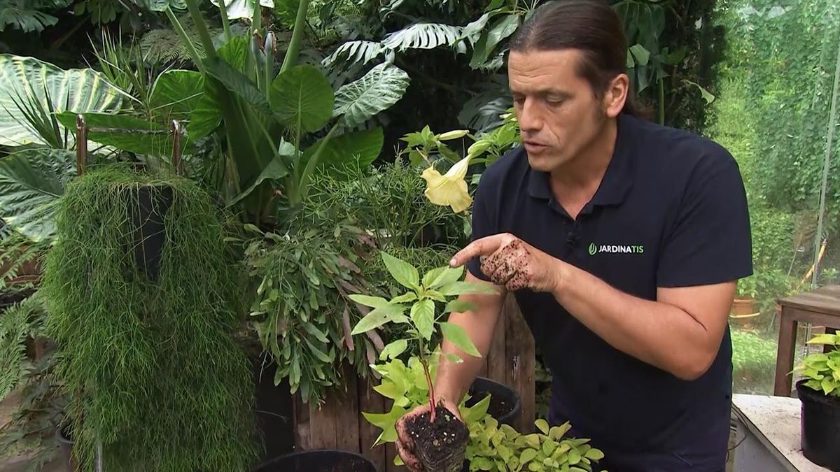 deco782 composicion con amaranto