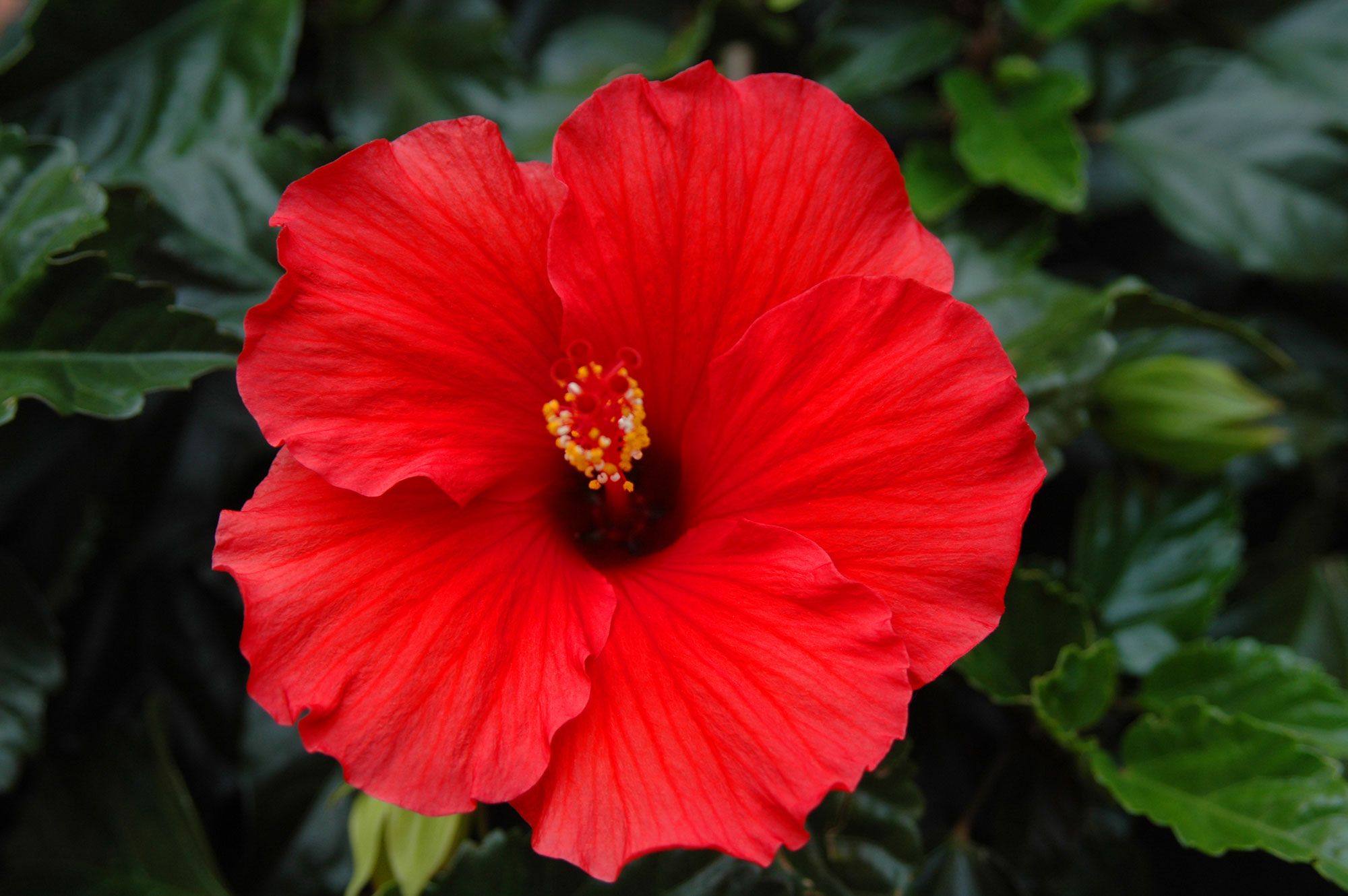 Hibiscus moschata