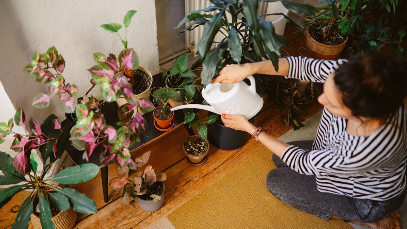 como ahorrar agua al regar las plantas